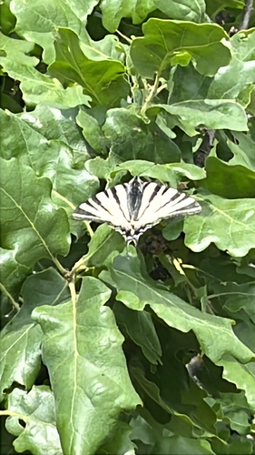 Scarce Swallowtail