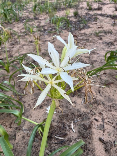 Crinum flaccidum, photograph 1