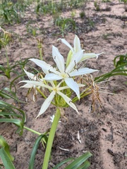Crinum flaccidum, photograph (c) Donna Belder, some rights reserved (CC BY)