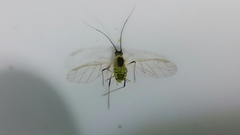 Hyperomyzus lactucae