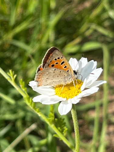 Small Copper
