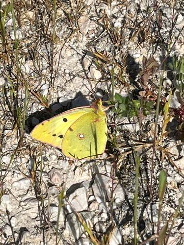 Clouded Yellow