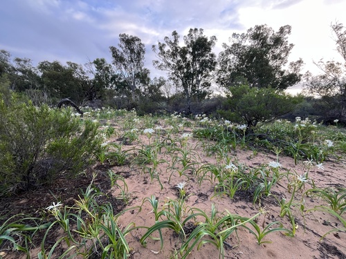 Crinum flaccidum, photograph 3