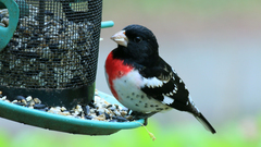 Pheucticus ludovicianus