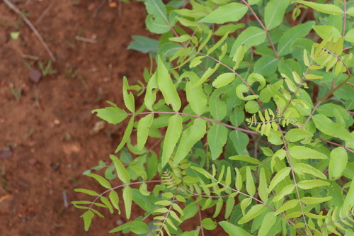 Indian frankincense (Boswellia serrata)