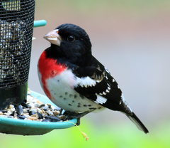 Pheucticus ludovicianus