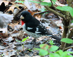 Pheucticus ludovicianus