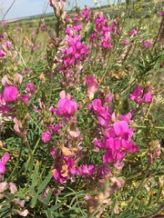 Hedysarum ucrainicum