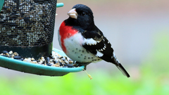 Pheucticus ludovicianus