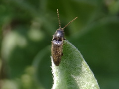 Elateridae