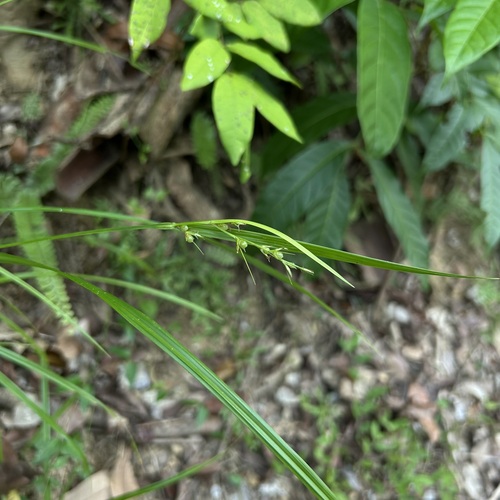 Scleria levis observed 2026-07-23