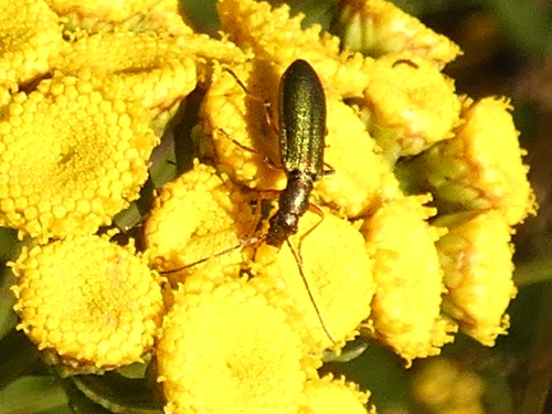 Chrysanthia geniculata, Vierhouten, Nederland, photo 8 of 10