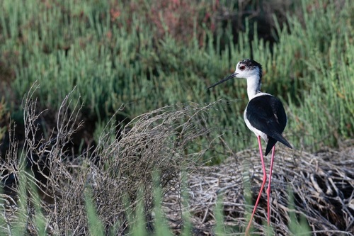 Black-winged Stilt