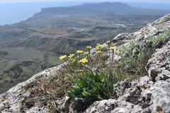 Takhtajaniantha crispa
