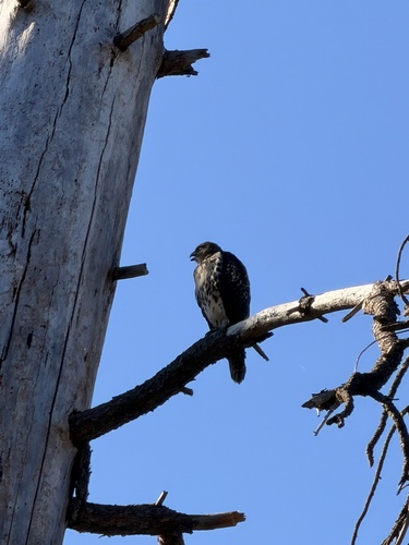 iNaturalist observation photo of Western Red-tailed Hawk