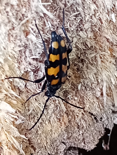 four-banded longhorn beetle