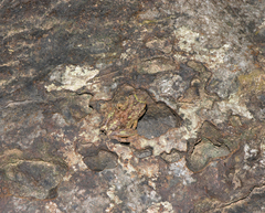 Kurixalus bisacculus