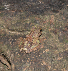 Kurixalus bisacculus