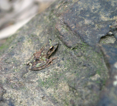 Kurixalus bisacculus