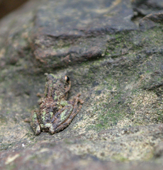 Kurixalus bisacculus