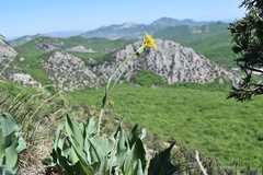 Takhtajaniantha crispa