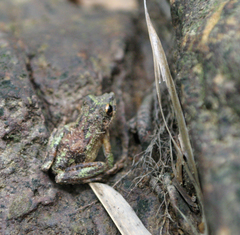 Kurixalus bisacculus