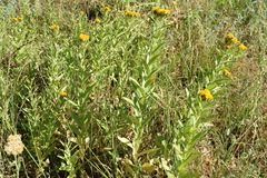 Pentanema germanicum