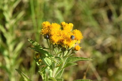 Pentanema germanicum