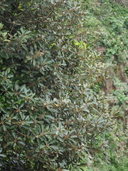 Planchonella obovata