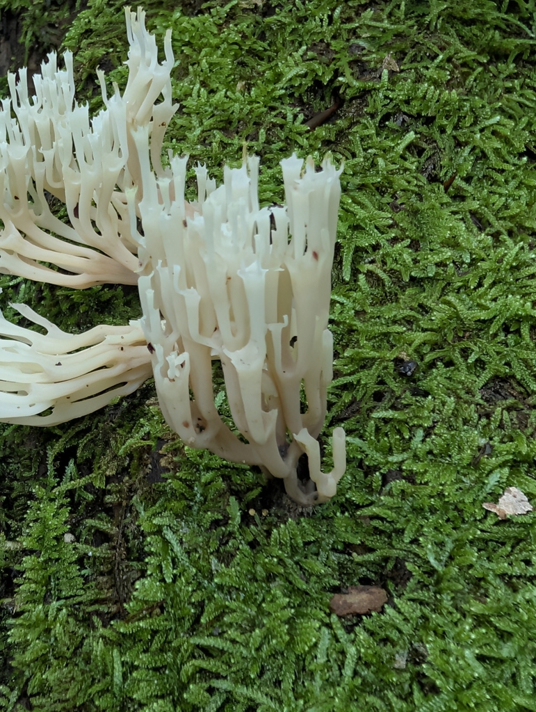 crown-tipped coral fungus · July 2026 · photo: Photo: (c) John Abrams, some rights reserved (CC BY) · iNaturalist