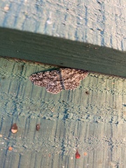 Hypomecis umbrosaria