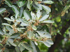 Planchonella obovata