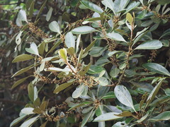 Planchonella obovata