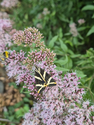 Jersey Tiger