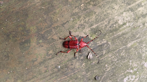 Dicelosternus corallinus