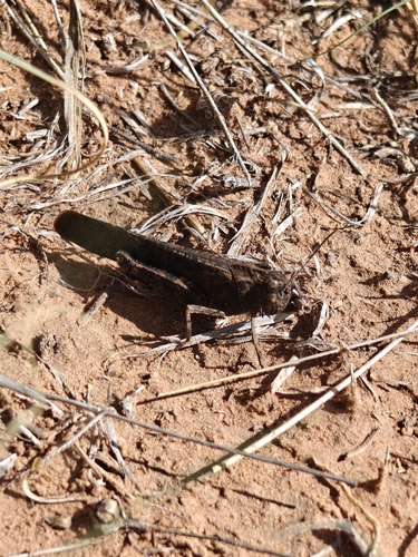 Red-winged Grasshopper