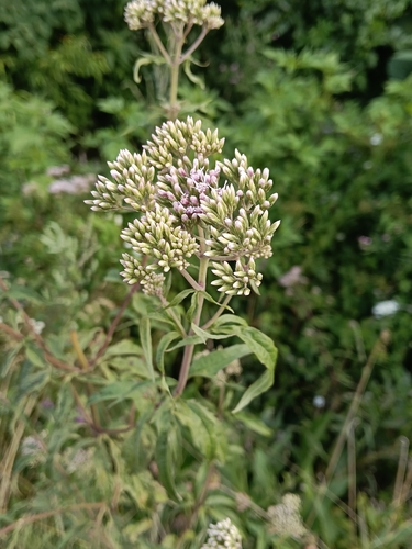 hemp agrimony