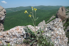 Takhtajaniantha crispa