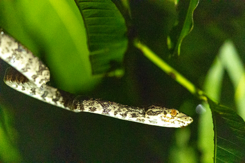 Photo of a Cook's Tree Boa (Corallus cookii)