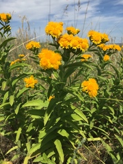 Pentanema germanicum