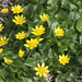 Lesser Celandine - Photo (c) Bernard Picton, some rights reserved (CC BY), uploaded by Bernard Picton