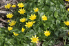 Lesser Celandine - Photo (c) Bernard Picton, some rights reserved (CC BY), uploaded by Bernard Picton