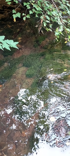Fontinalis neomexicana observed 2026-07-23