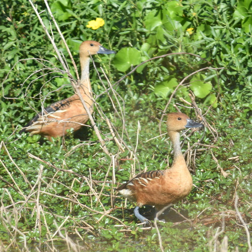 iNaturalist: (c) silviolamothe, some rights reserved (CC BY-NC), uploaded by silviolamothe iNaturalist image