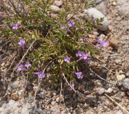 Hedeoma drummondii
