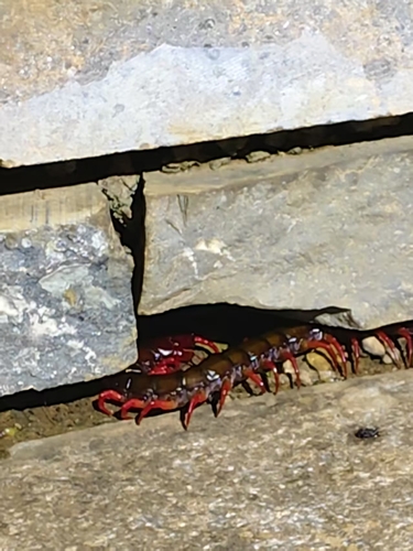 Scolopendra multidens