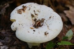 Lactifluus subvellereus