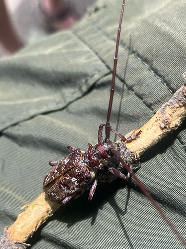 iNaturalist observation photo of Monochamus obtusus