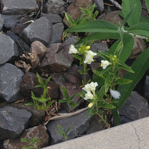 Galeopsis segetum, photograph 3