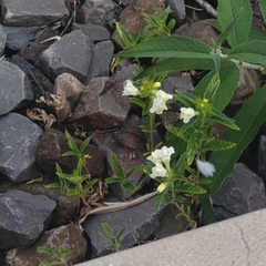 Galeopsis segetum, photograph (c) Tim Johnson, some rights reserved (CC BY)